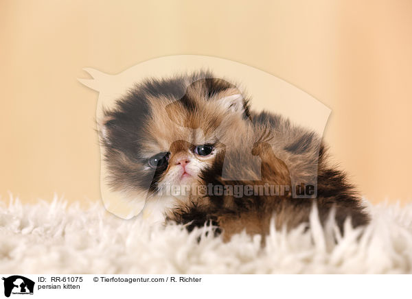 persian kitten / RR-61075