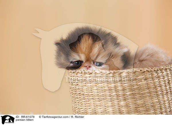 persian kitten / RR-61078