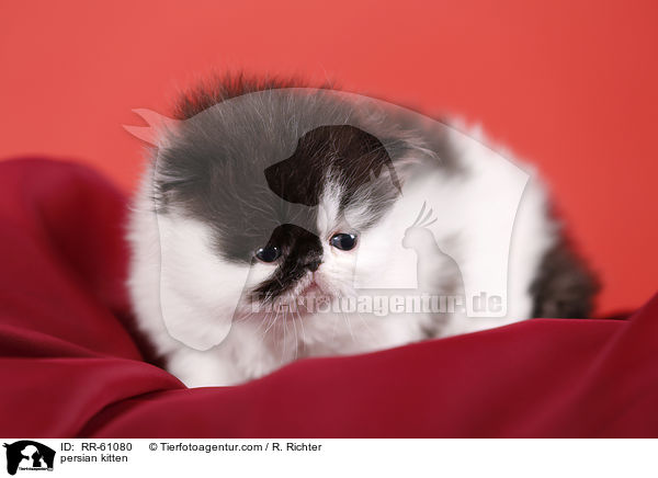 persian kitten / RR-61080