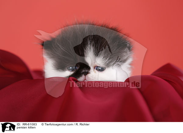 persian kitten / RR-61083