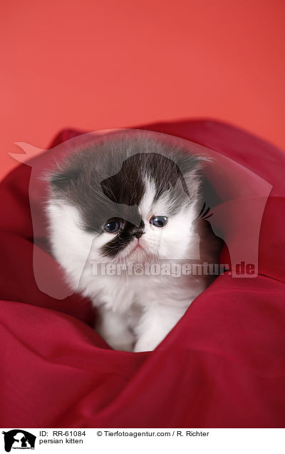 persian kitten / RR-61084