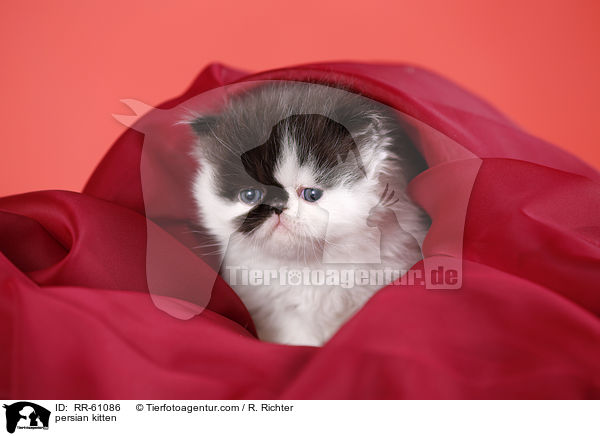 persian kitten / RR-61086