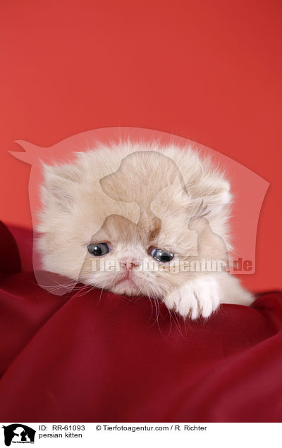 persian kitten / RR-61093