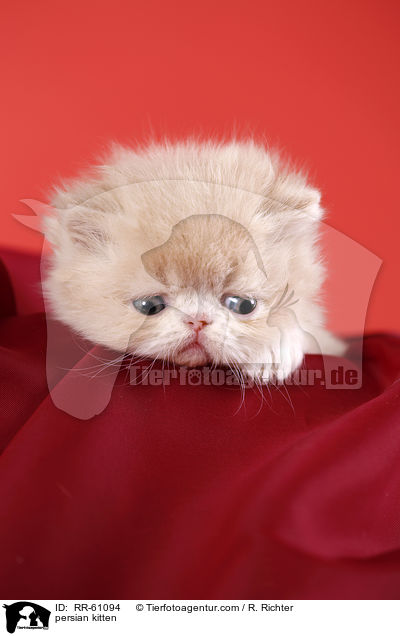 persian kitten / RR-61094