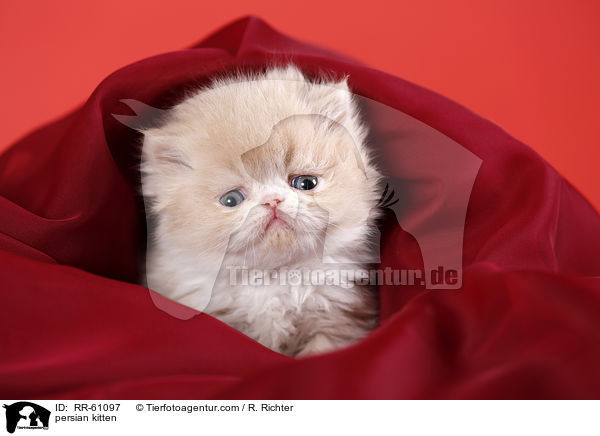 persian kitten / RR-61097