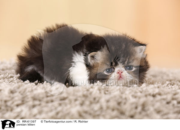 persian kitten / RR-61397