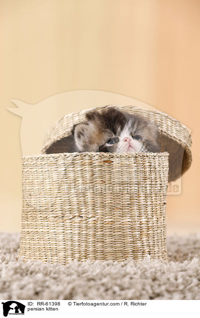 persian kitten / RR-61398