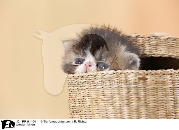 persian kitten / RR-61400