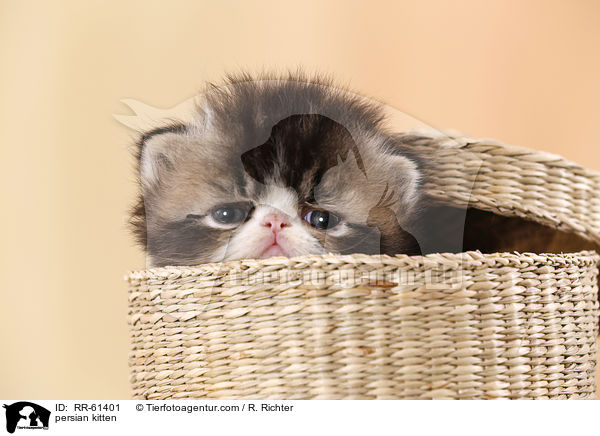 persian kitten / RR-61401