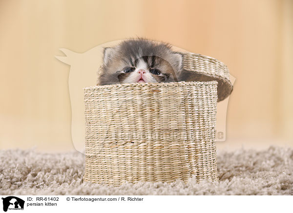 persian kitten / RR-61402