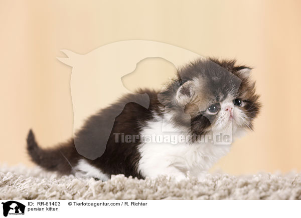 persian kitten / RR-61403
