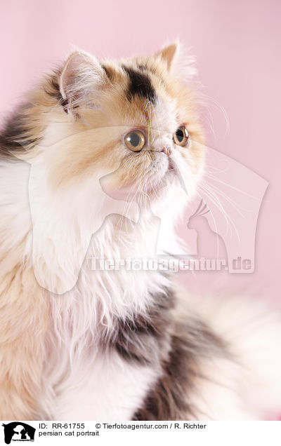 persian cat portrait / RR-61755