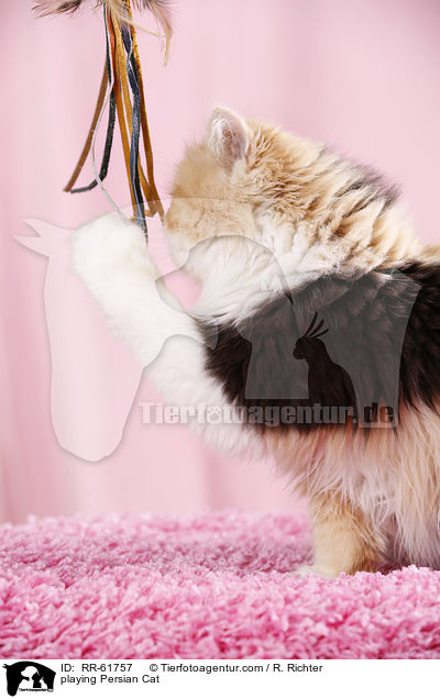 playing Persian Cat / RR-61757
