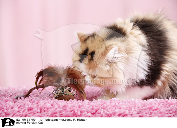 playing Persian Cat / RR-61759