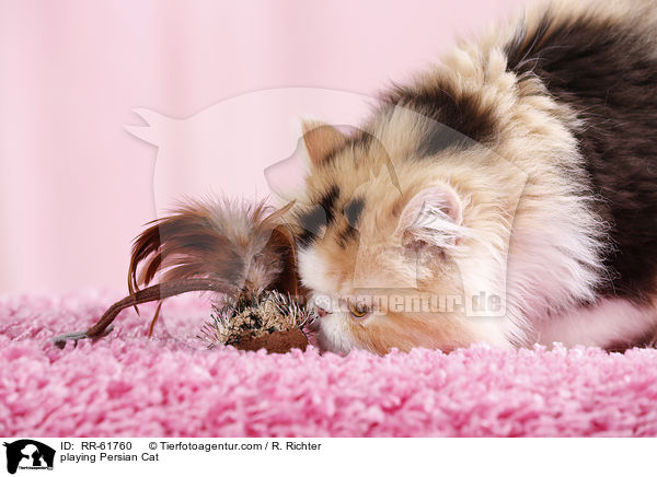 playing Persian Cat / RR-61760