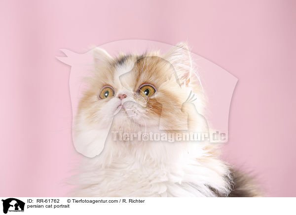 persian cat portrait / RR-61762