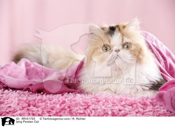 lying Persian Cat / RR-61765