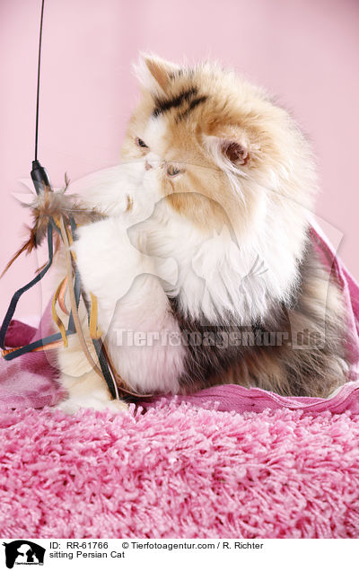 sitting Persian Cat / RR-61766