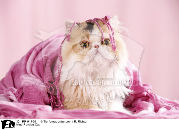 lying Persian Cat / RR-61769