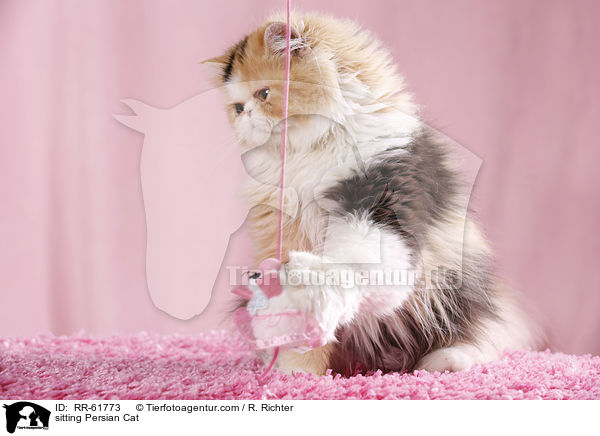 sitting Persian Cat / RR-61773