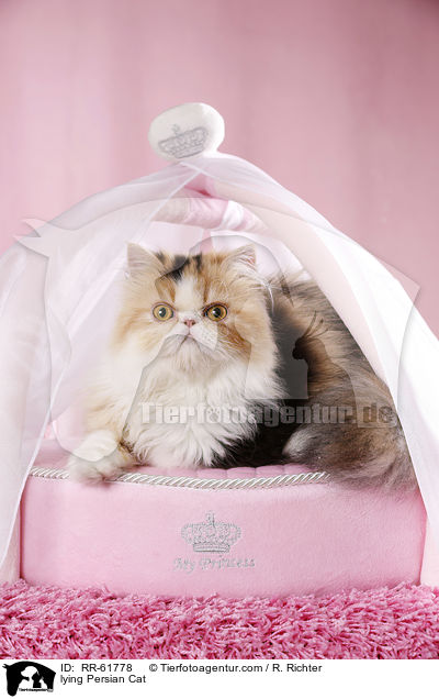 lying Persian Cat / RR-61778