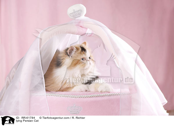 lying Persian Cat / RR-61784