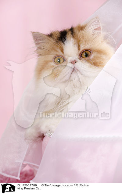 lying Persian Cat / RR-61789