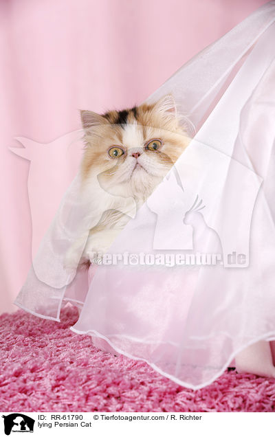 lying Persian Cat / RR-61790