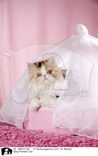 lying Persian Cat / RR-61792