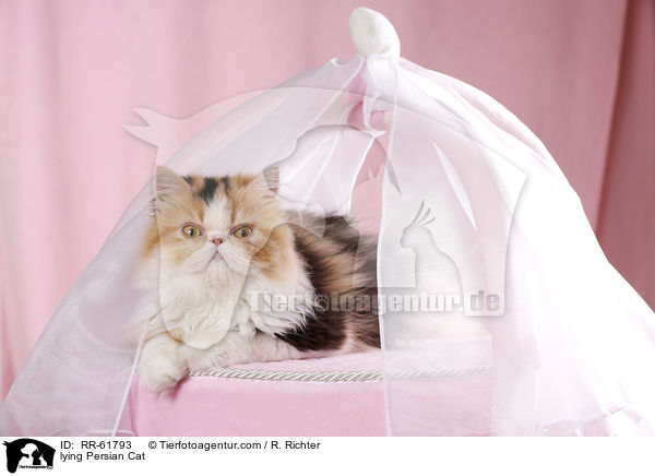 liegende Perserkatze / lying Persian Cat / RR-61793