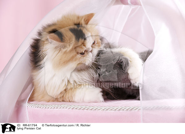 lying Persian Cat / RR-61794