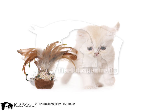 Persian Cat Kitten / RR-62491
