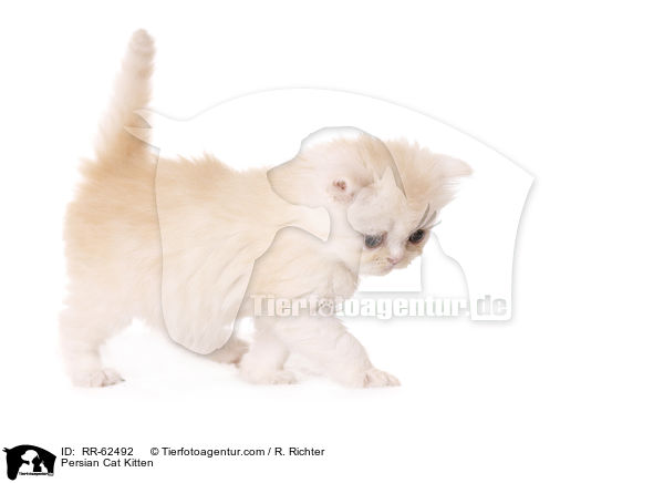 Persian Cat Kitten / RR-62492
