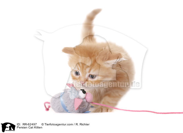 Persian Cat Kitten / RR-62497