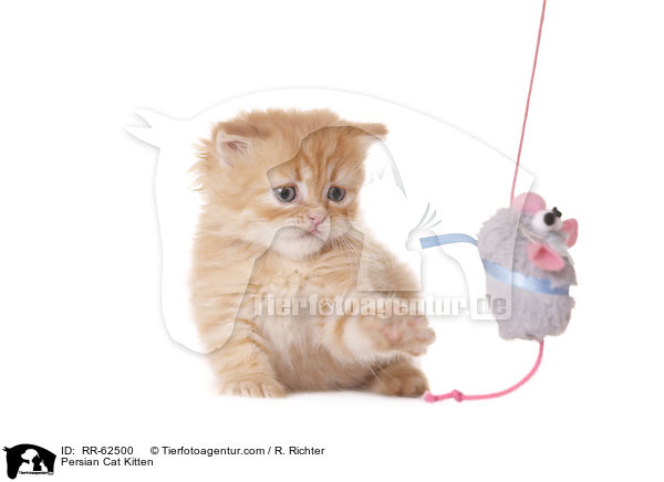 Persian Cat Kitten / RR-62500