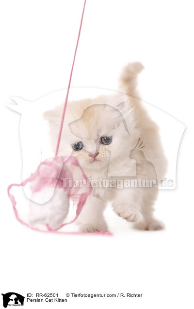 Persian Cat Kitten / RR-62501