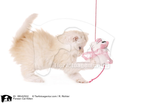 Persian Cat Kitten / RR-62502
