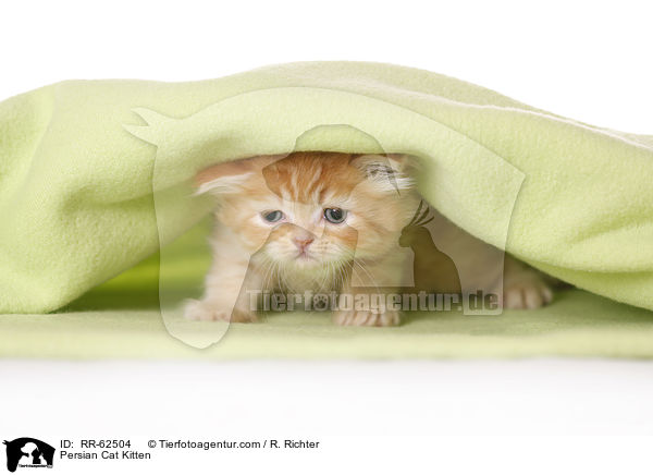 Persian Cat Kitten / RR-62504