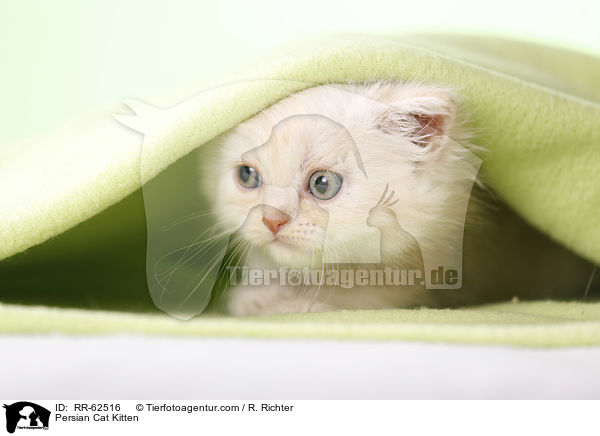 Persian Cat Kitten / RR-62516