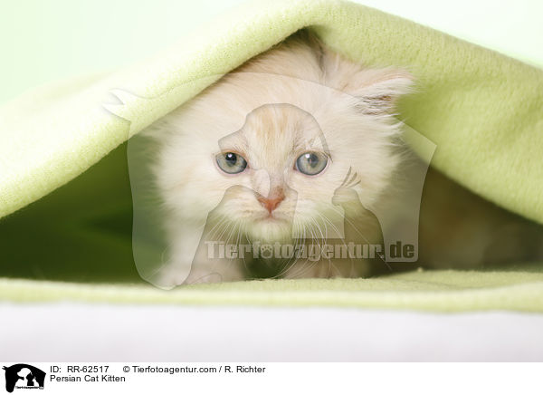 Persian Cat Kitten / RR-62517