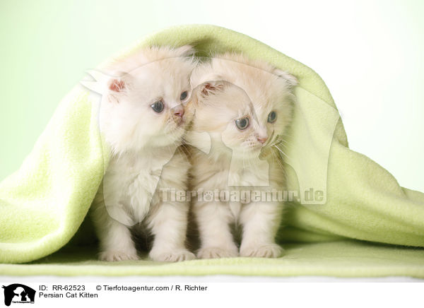 Persian Cat Kitten / RR-62523