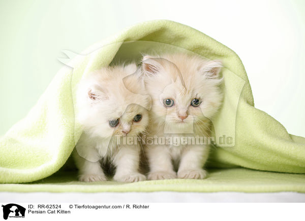 Persian Cat Kitten / RR-62524