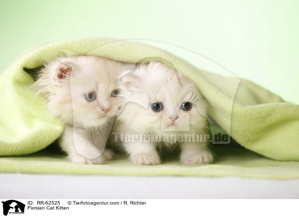 Persian Cat Kitten / RR-62525