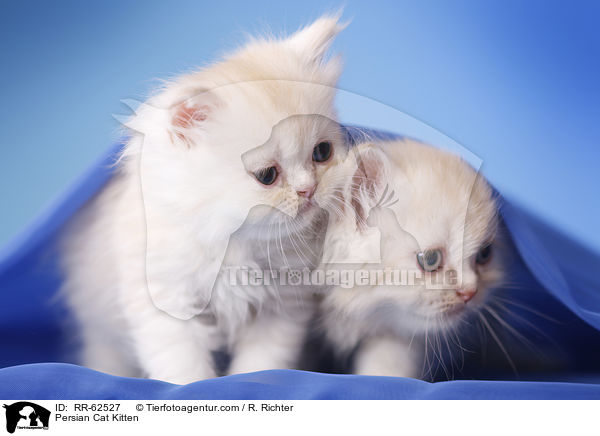 Persian Cat Kitten / RR-62527