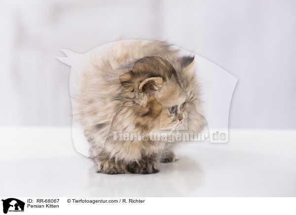 Persian Kitten / RR-68067