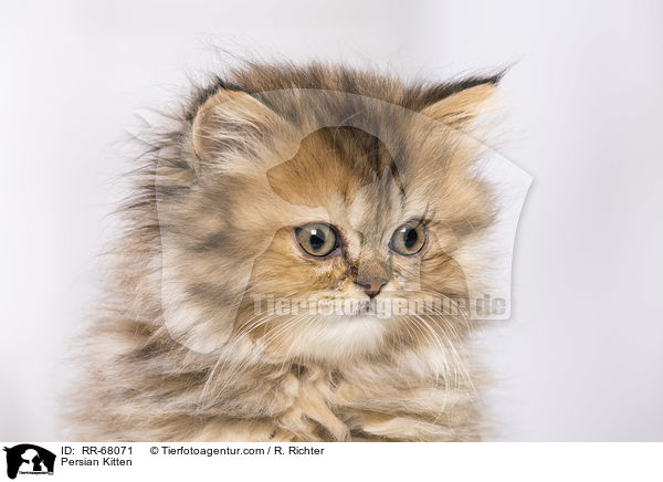 Persian Kitten / RR-68071