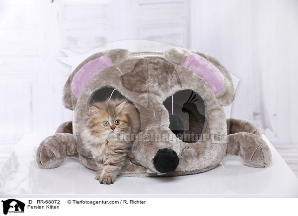 Persian Kitten / RR-68072