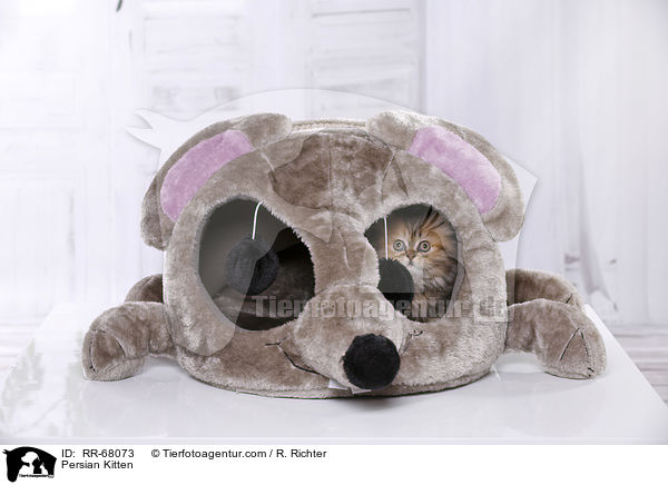 Persian Kitten / RR-68073