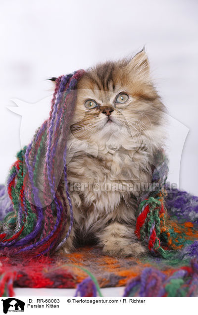 Perser Ktzchen / Persian Kitten / RR-68083