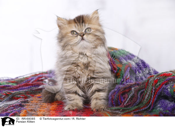 Persian Kitten / RR-68085